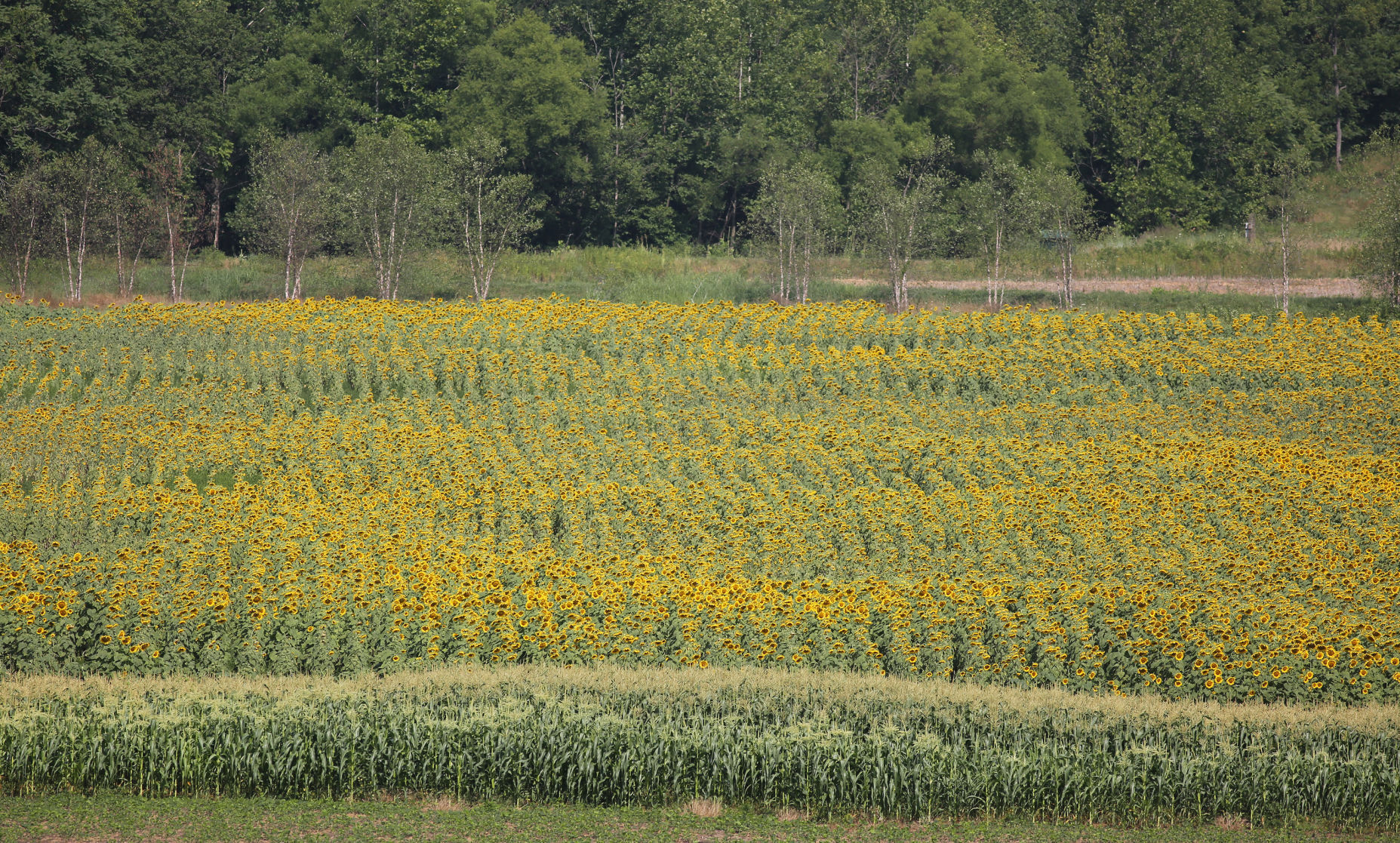 Sunflowers at the Preserve at South River